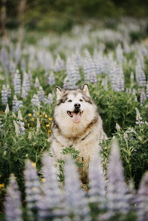 People & Pets: Kryspina, Zygmunt, Ulfur, Mishka, photo 1 — photographer Iceland, LukasArt