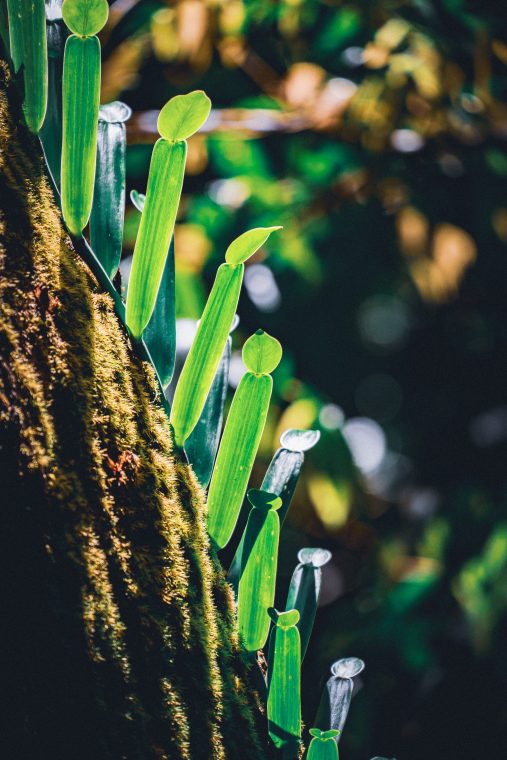 Nature