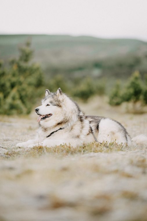 People & Pets: Kryspina, Zygmunt, Ulfur, Mishka, photo 6 — photographer Iceland, LukasArt