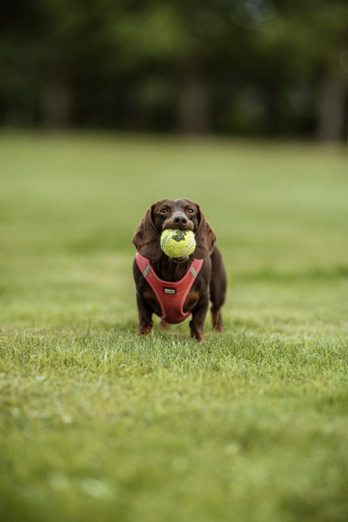 People & Pets: Hubert, Kinia, Lola, photo 4 — photographer Iceland, LukasArt