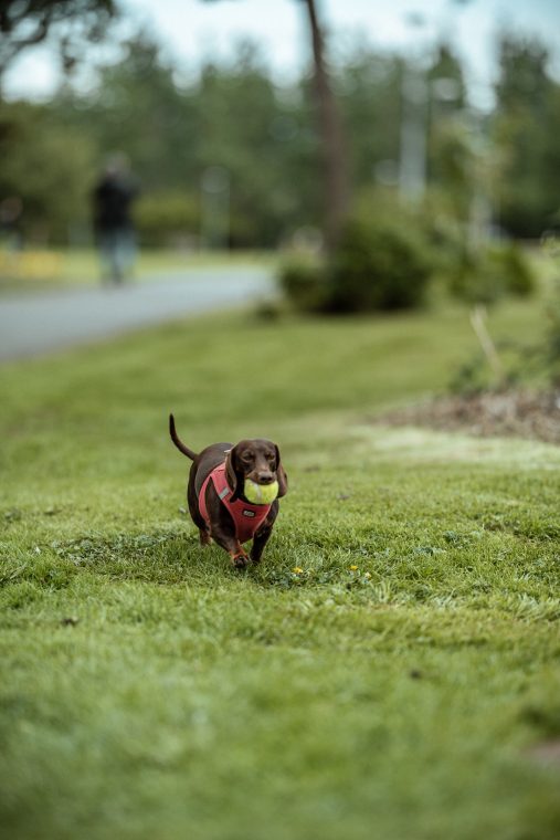 People & Pets: Hubert, Kinia, Lola, photo 2 — photographer Iceland, LukasArt