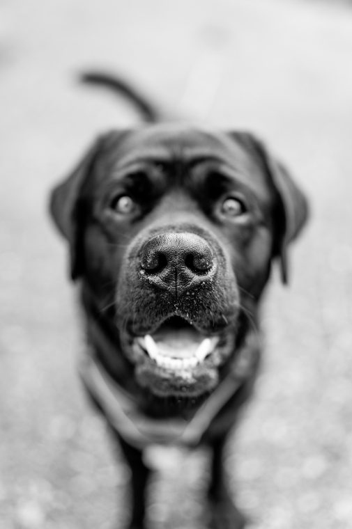 People & Pets: Zuza, Ariel, photo 2 — photographer Iceland, LukasArt