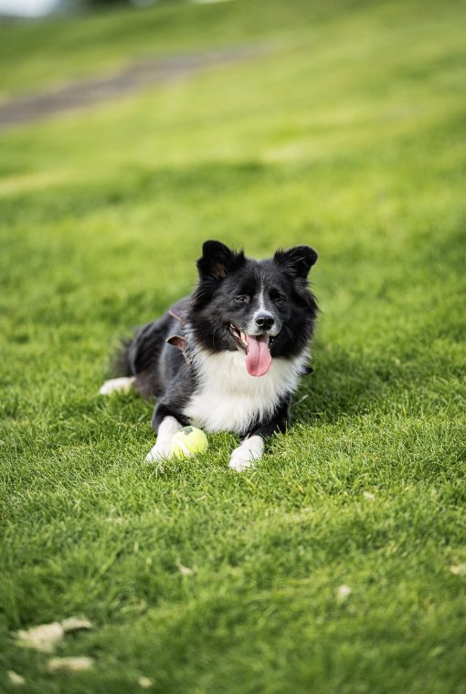People & Pets: Lechu, Panda, photo 4 — photographer Iceland, LukasArt