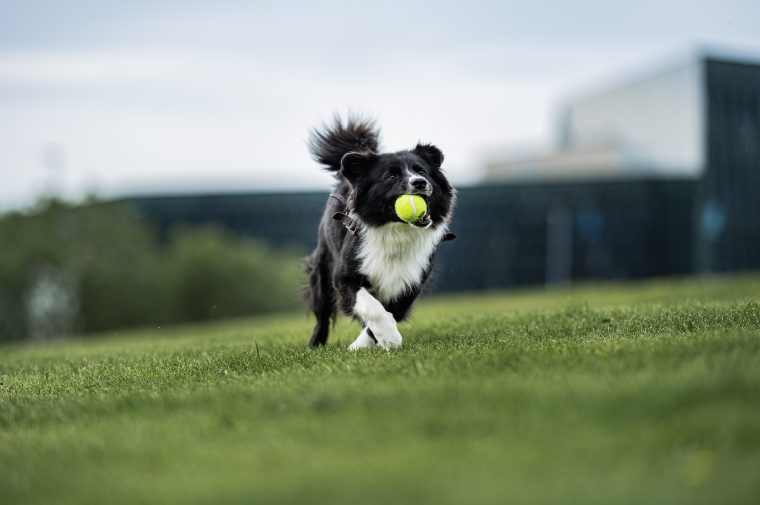 People & Pets: Lechu, Panda, photo 8 — photographer Iceland, LukasArt