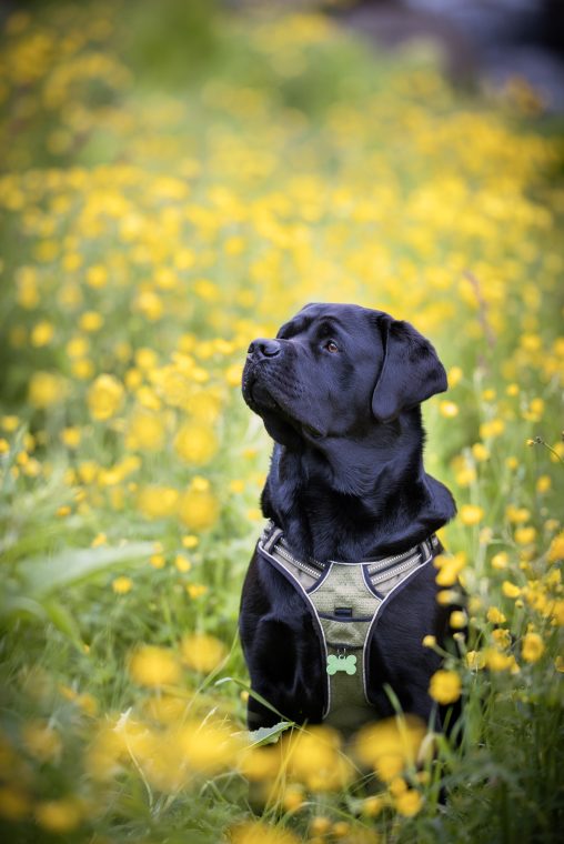 People & Pets: Zuza, Ariel, photo 4 — photographer Iceland, LukasArt