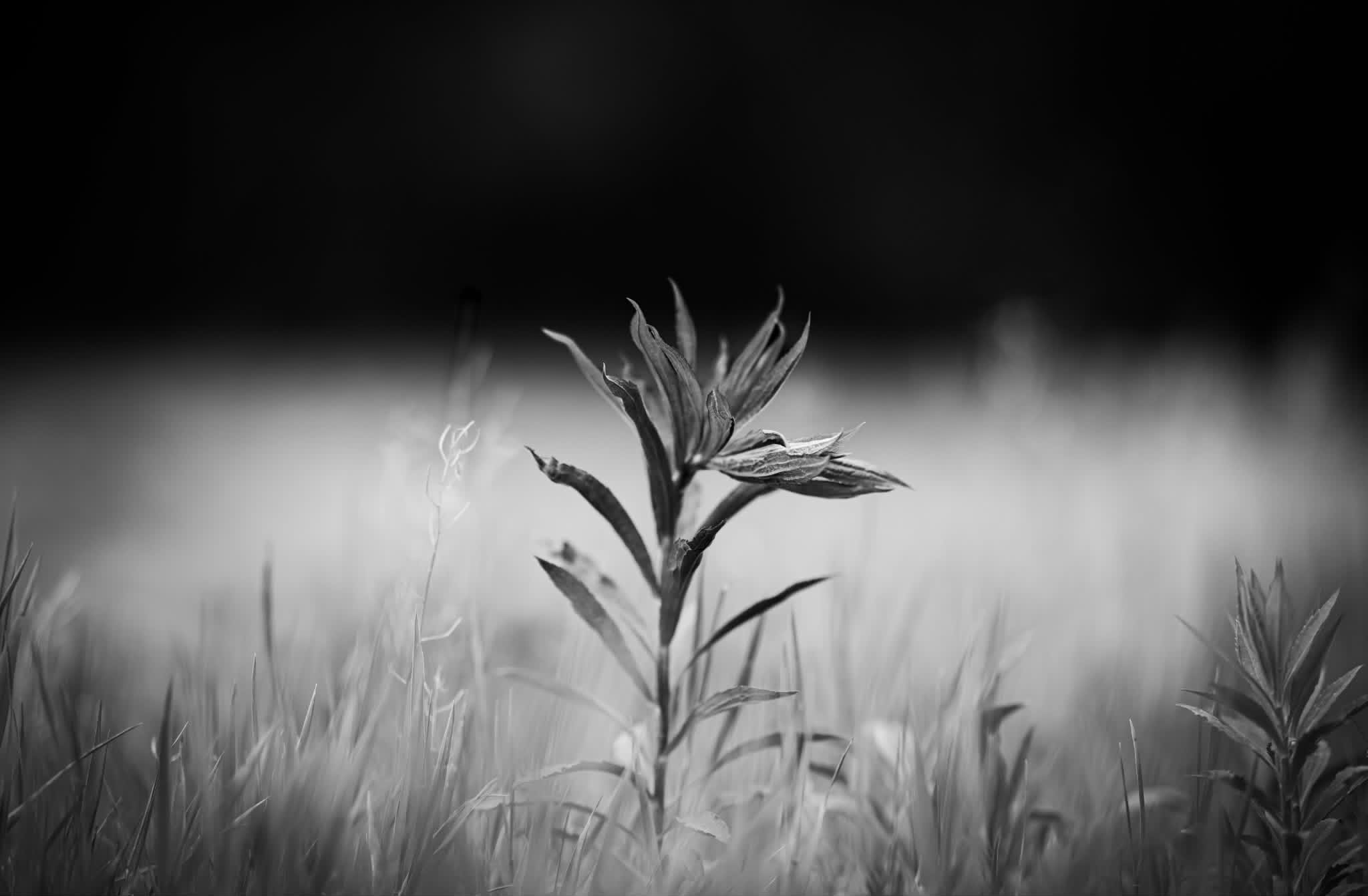 Wildflower in a meadow, black and white
